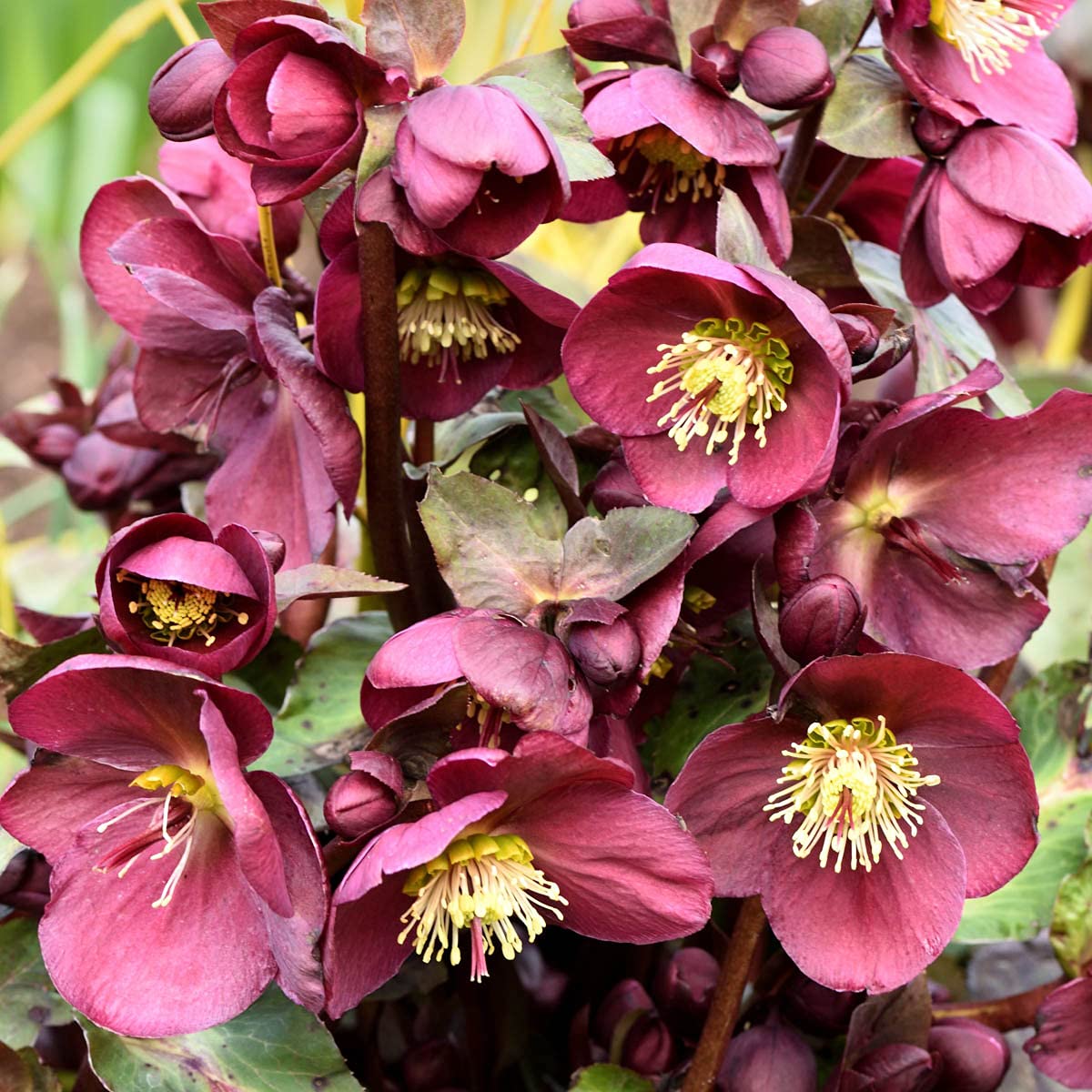 GARDENS ALIVE - Red Flowering Anna's Lenten Rose Hellebore Perennial Starter Plant, One Plant per Offer