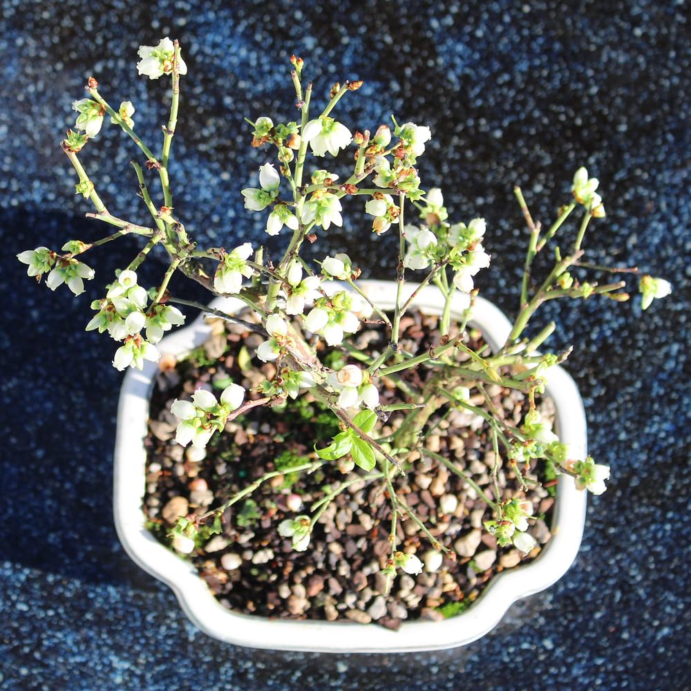 Brussel's Bonsai Live Dwarf Blueberry Bonsai Tree - Small, 4 Years, 6 to 8 Inches Tall - Outdoor Live Bonsai Tree with Ceramic Bonsai Pot