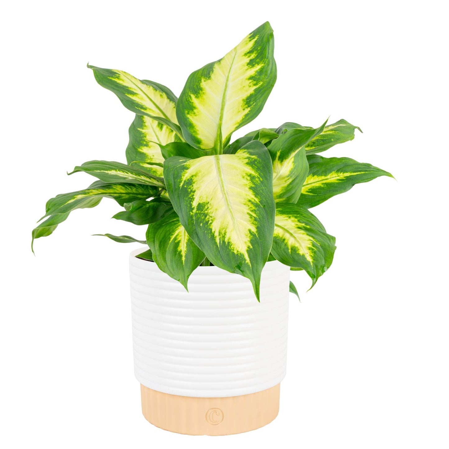 Costa Farms Dieffenbachia, Dumb Cane Live Plant in Decorative Pot, Easy to Maintain Indoor Houseplant, Perfect for Home, Room, or Office Decor, Great House Warming or Birthday Gift, 12-18 Inches Tall