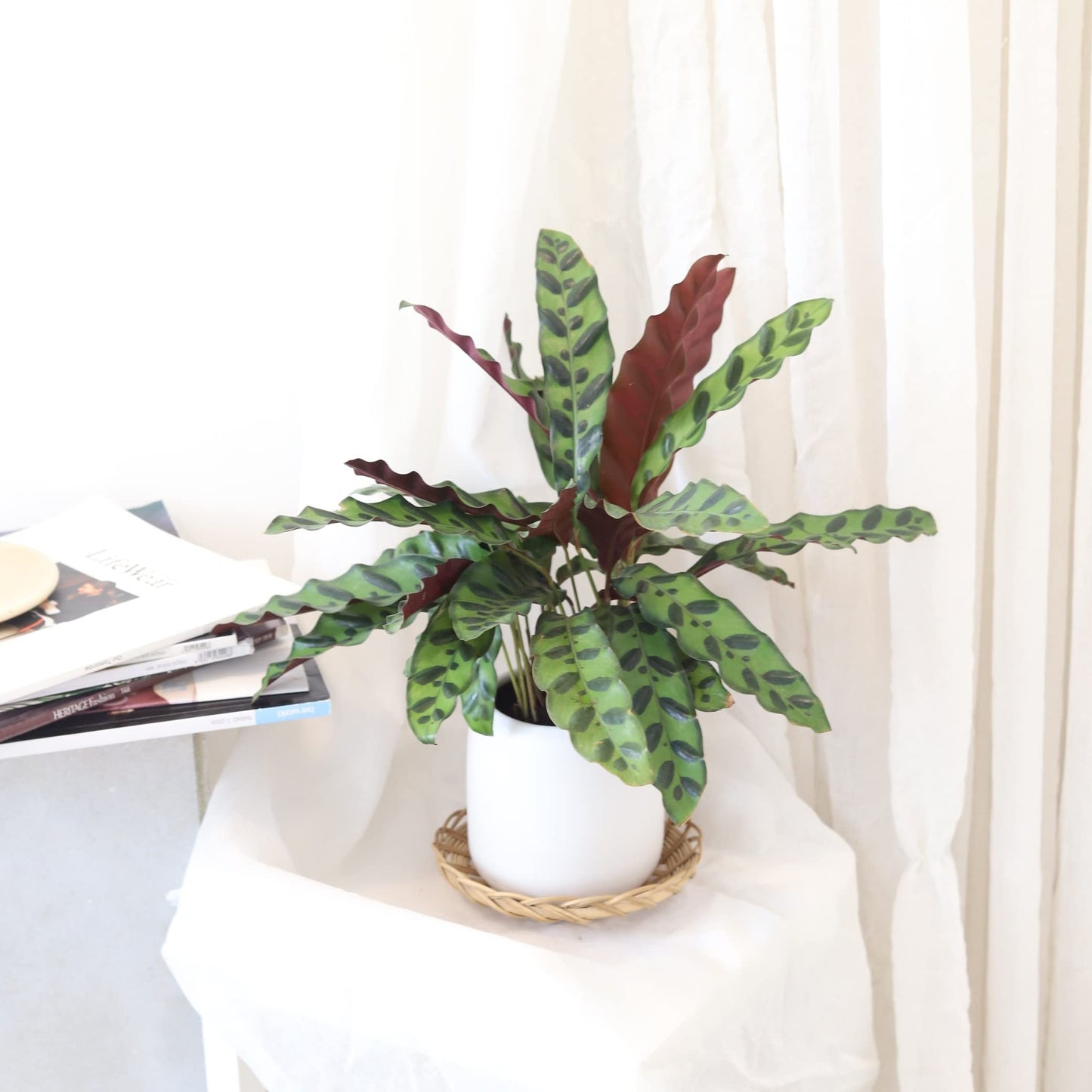 Calathea Lancifolia Rattlesnake Plant (4" Grower Pot) - Healthy Houseplant - Easy Care Indoor Houseplant