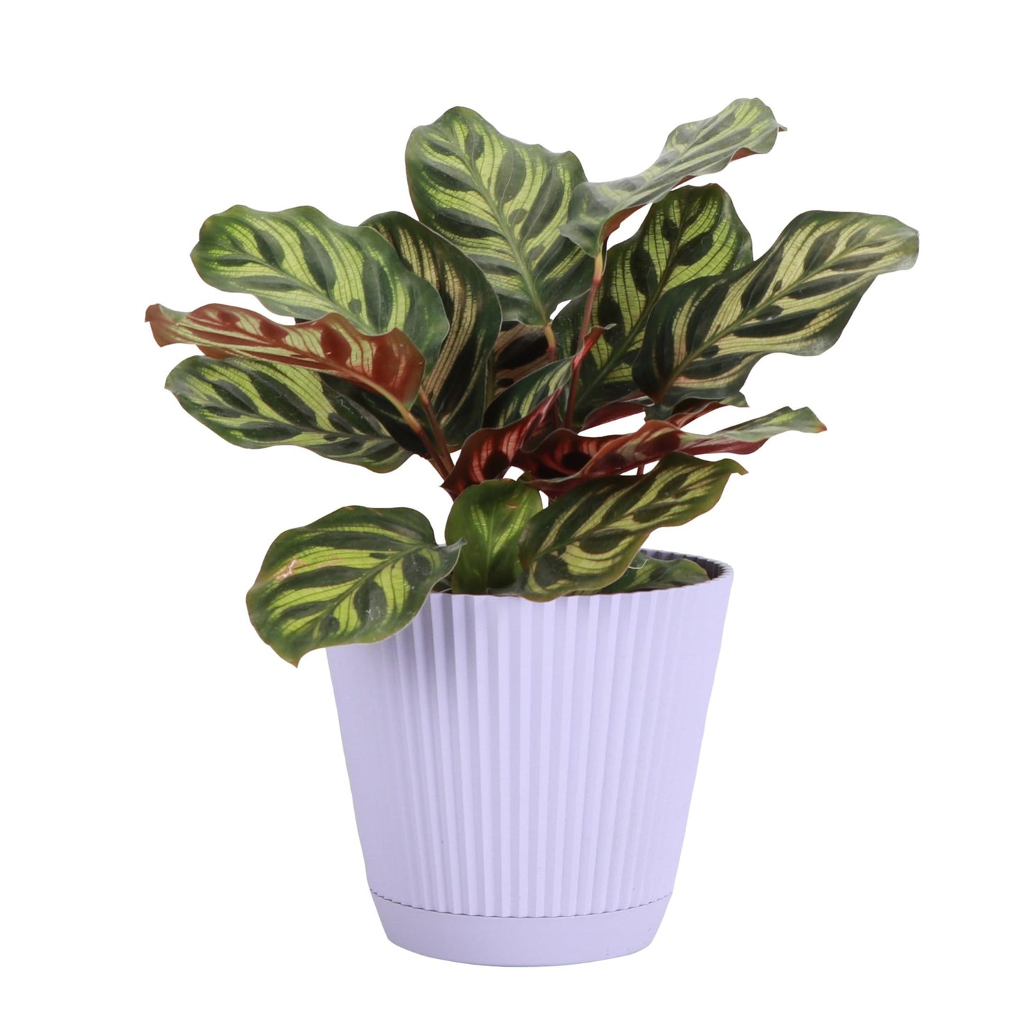 Thorsen's Greenhouse Peacock Calathea, Live Indoor Plant, Safe for Pets, Colorful Foliage, Rare Variety, Peacock Plant, 4" Diameter (Lavender)