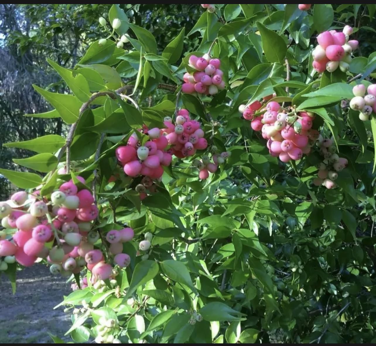 Rose Apple Tree (Syzygium jambos) Tropical Fruit Tree 12"- 24"