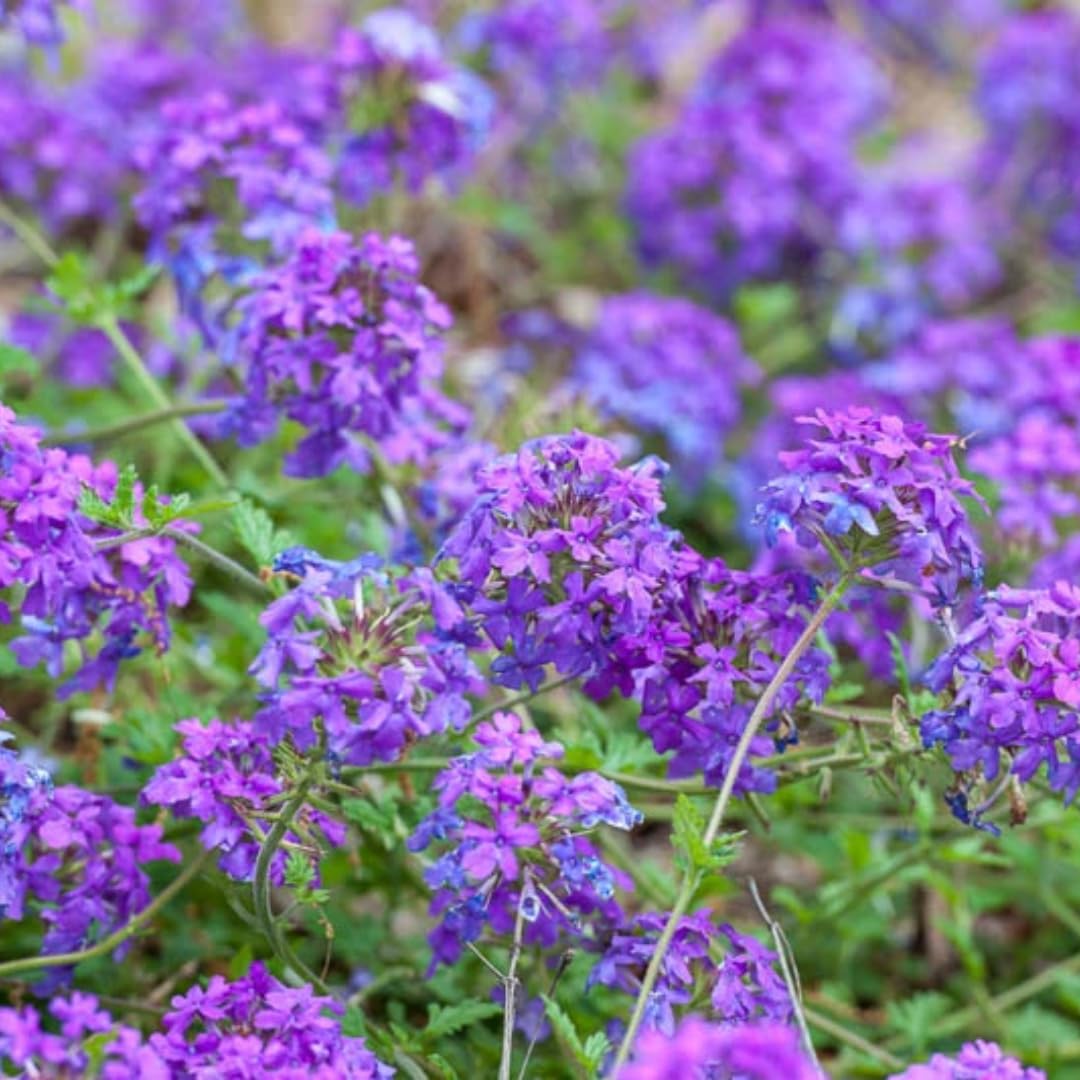 2 Purple Verbena Plants Live Perennial Groundcover Spring Blooms, 5-9” Tall, Hardy Violet Purple Flower Plants for Outdoor Planting