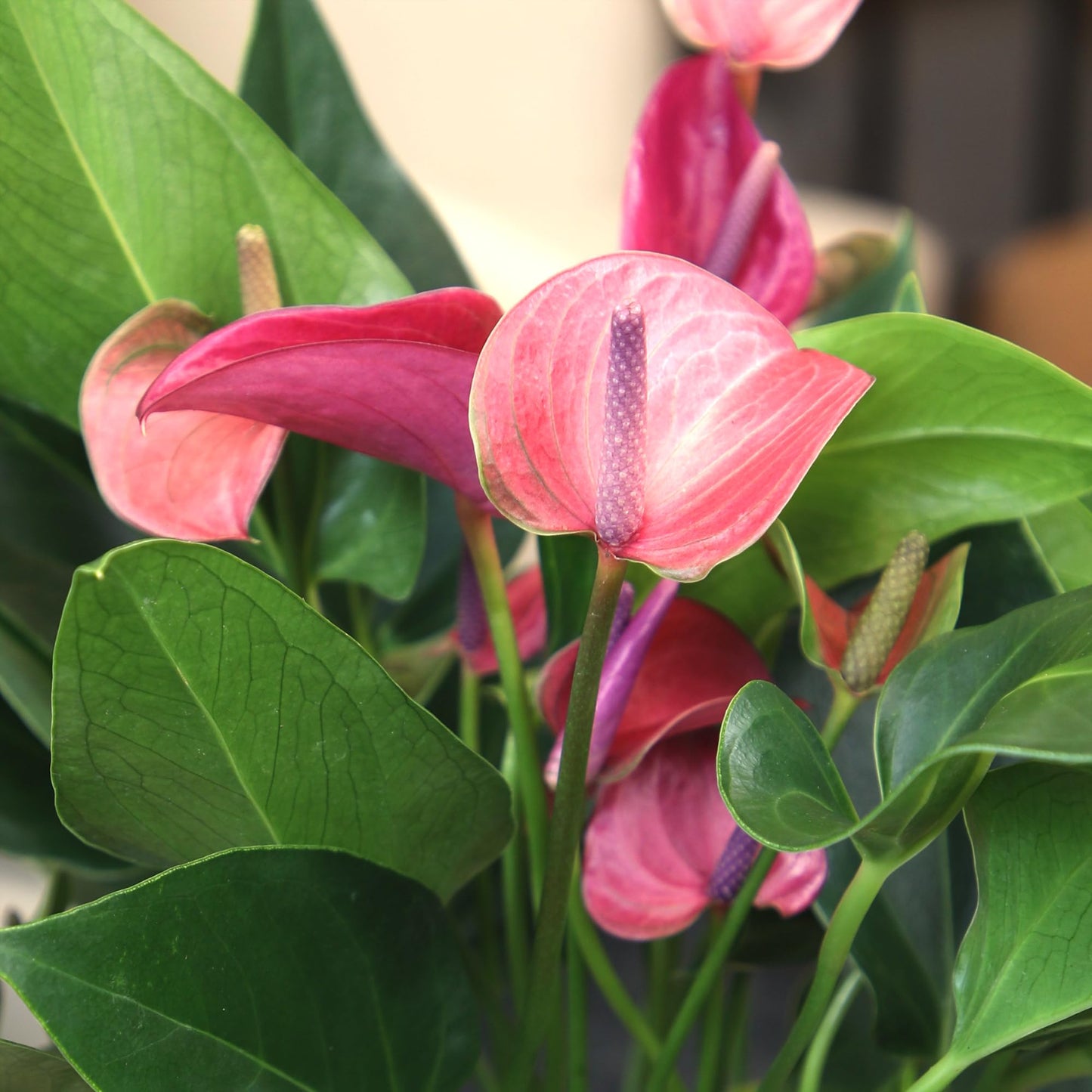 Blooming Purple Anthurium Live Plant Decor (Approx 8-11" Tall), Easy to Grow Flowering Houseplant in 4" White Pot by Plants for Pets