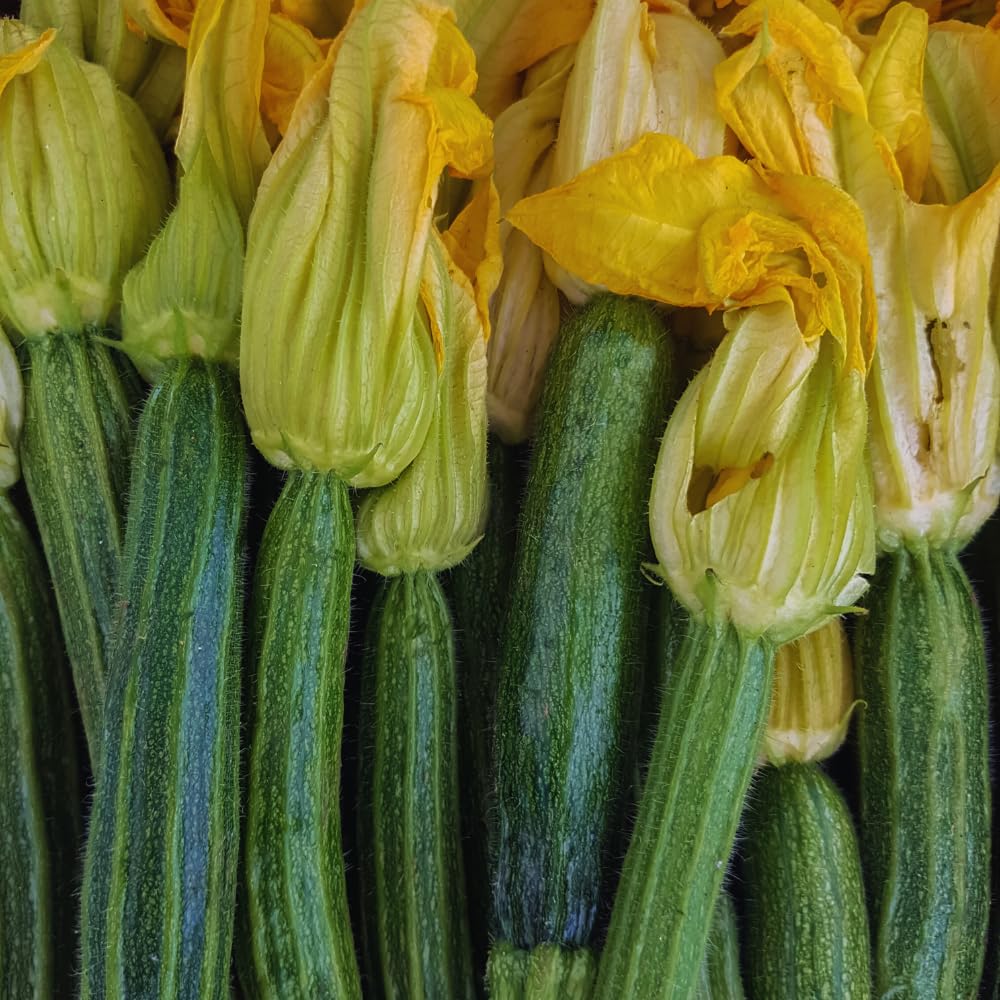 2 Live Squash Plants, 5 to 7 Inch Tall Green Squash Plants Live in 4 Inch Pot, Green Squash Zucchini Plants Seedlings,