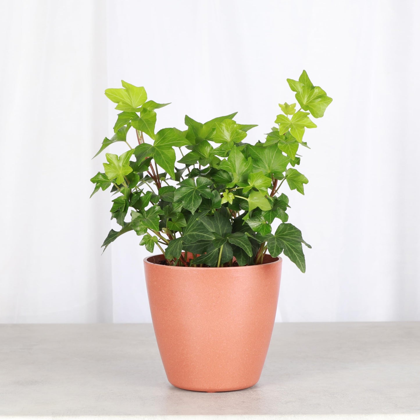 Thorsen's Greenhouse Live Green English Ivy Plant, Hedera Helix, Natural Air Purifier, Easy to Grow, Live Indoor Houseplant, 4" Diameter Pot (Terra Cotta)