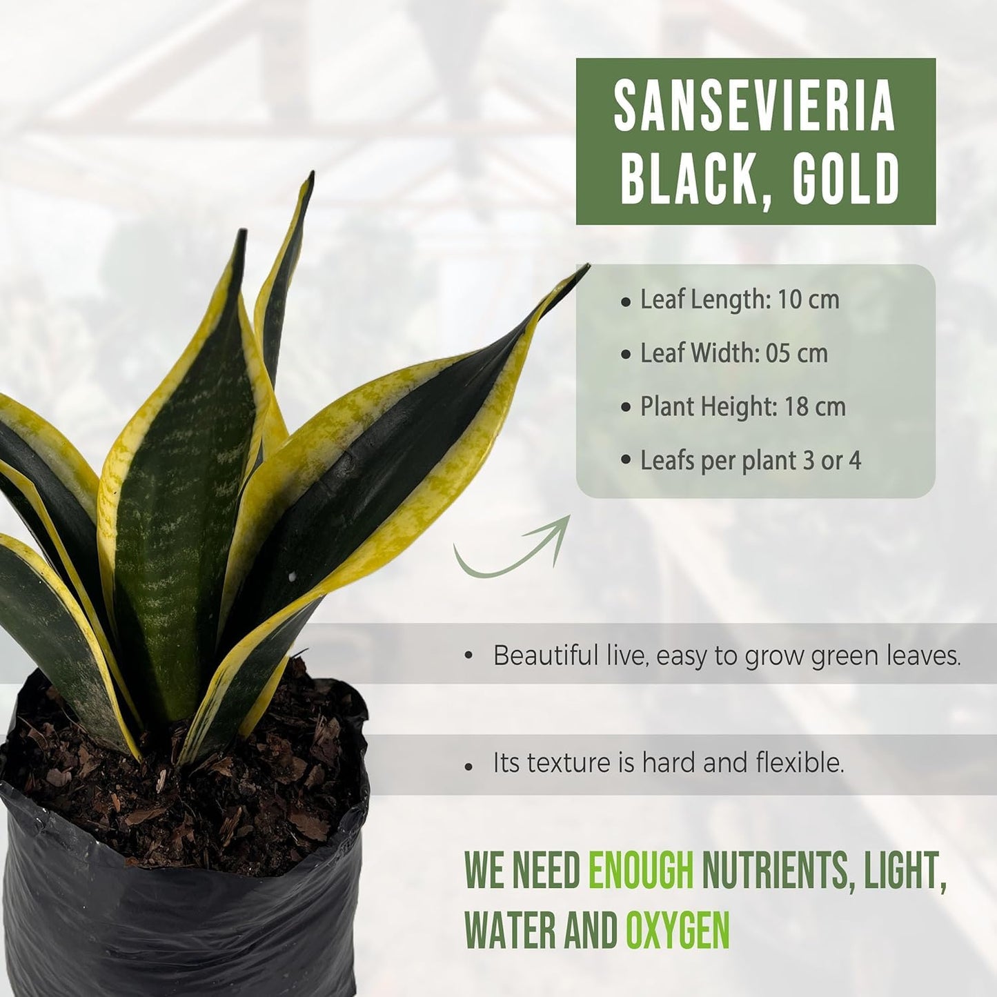 LEAL PLANTS ECUADOR Caladium Limelite Fancy, Begonia Cruz de Hierro, Echeveria Dark Purple, Epipremnum Aureum, Sansevieria Black & Gold (Pack of 5) Live Plant Perfect for Indoor & Outdoor