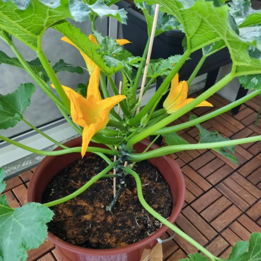 2 Green Squash Plants Live, 4 to 6 Inch Tall, Squash Zucchini Plants Gardening