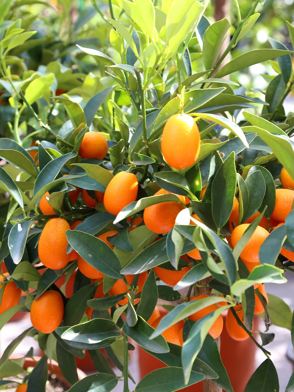 Meiwa Kumquat Seeds for Planting Sweet Kumquat 5 Seeds for Planting Your Garden