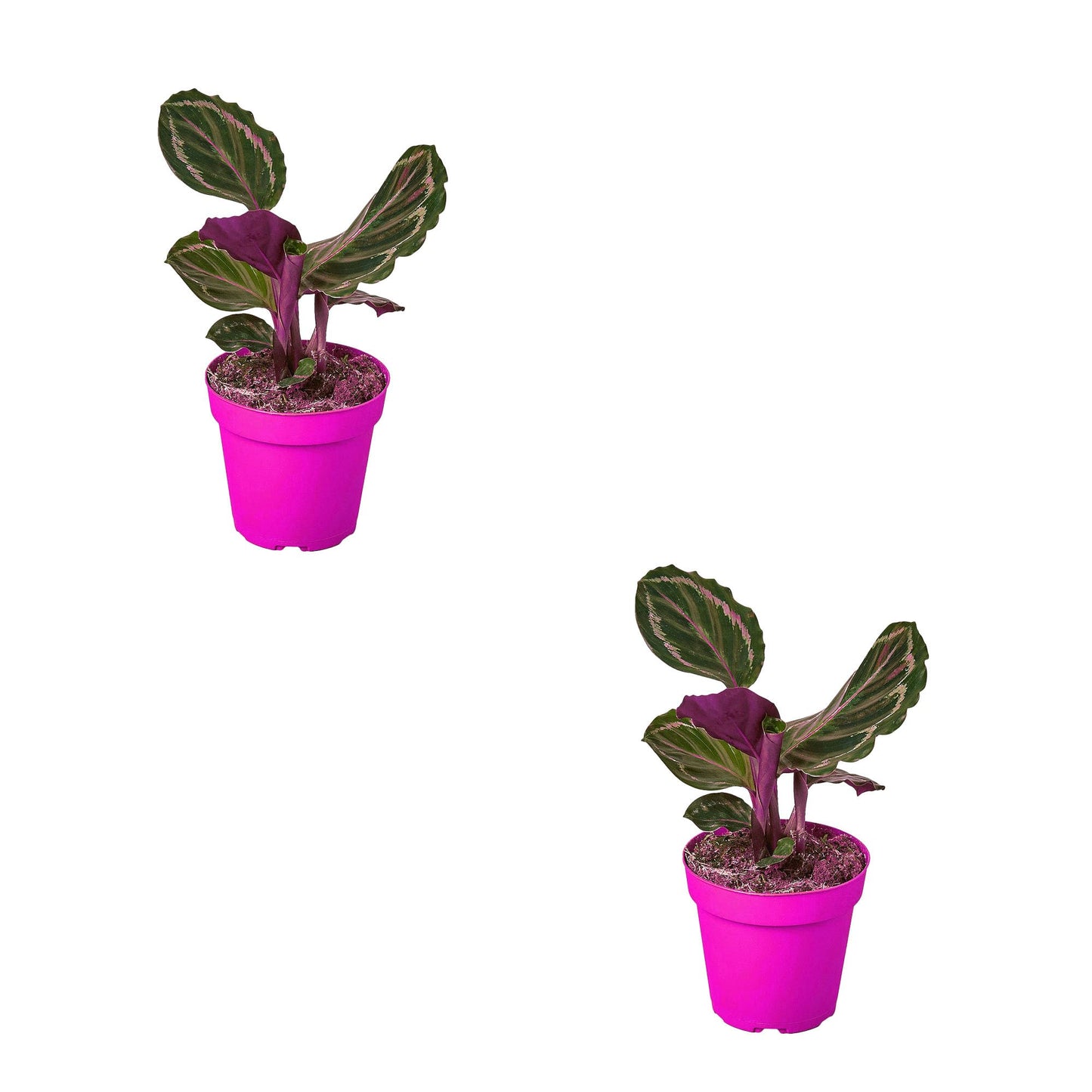 2 Pack Calathea Roseopicta 'Medallion' in 4in Pot - Live Plants Tropical Houseplants | Variegated | USA Growers | The Snobby Leaf