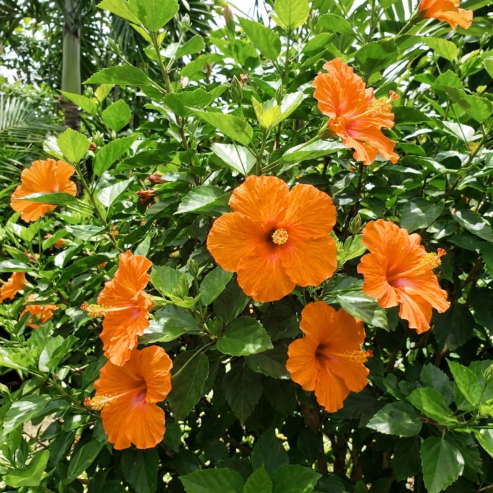 7 Hibiscus Cutting, Well-Rooted Hibiscus Flowers, Tropical Flowering for Indoor Outdoor Planting (Orange)