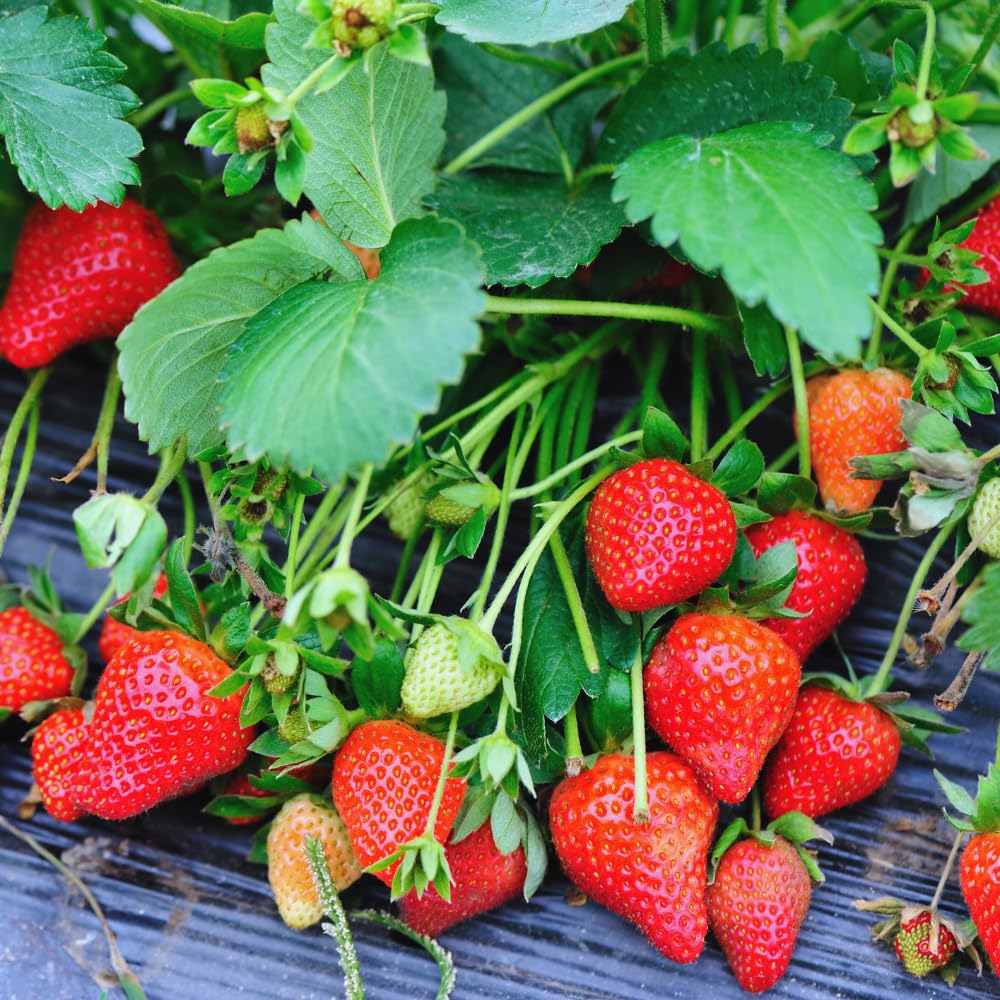 25 Strawberry Bare Roots, Strawberry Plant Live, 5 to 7 Inc Tall, Fruit Garden Indoor Outdoor, Easy to Plant