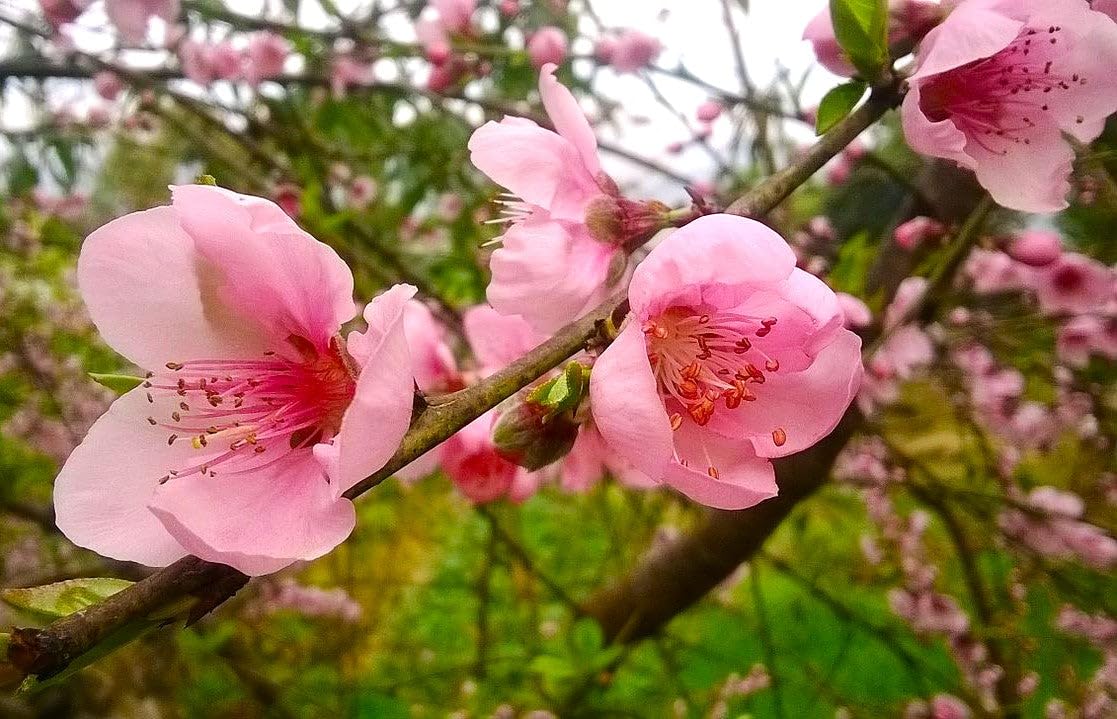 TomorrowSeeds - Nemaguard Peach Tree Seeds - 15+ Count - for 2026 Planting Prunus Persica Peaches Rootstock Nectarine Root Hardy Grafting Fruit Perennial Trees Pink Blossoms Grow Your Own Home Farm