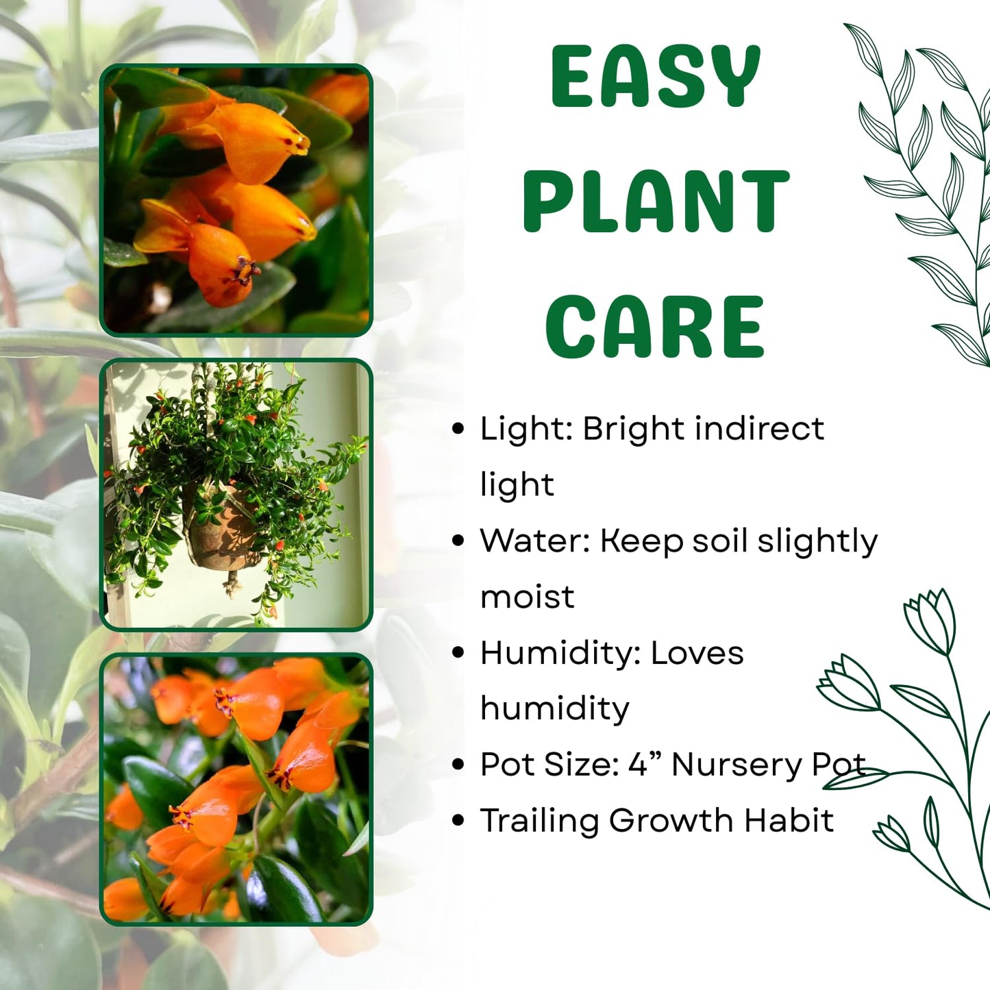 Tropical Goldfish Plant Live, 4" Potted Trailing Houseplant for Indoor or Patio Hanging