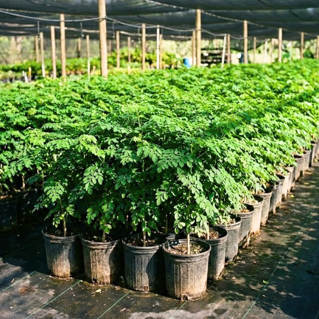Live Moringa Oleifera Tree Plant, 2-3 Feet Tall, Established Malunggay Plant in 1 Gallon Pot, Fast-Growing Drumstick Tree