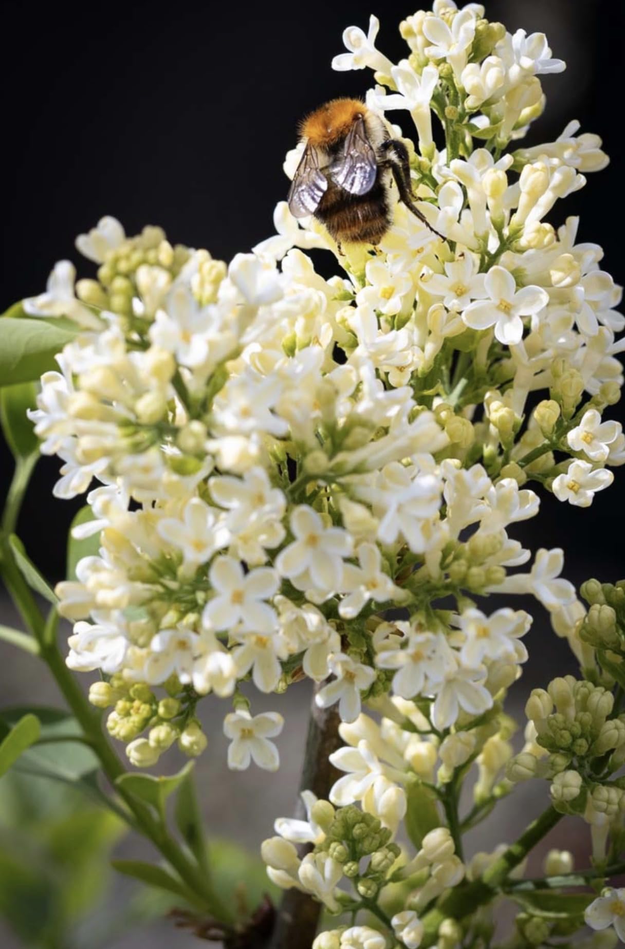 Primrose Yellow French Lilac (Syringa) Live Plant – Rare Yellow Lilac Shrub – Fragrant Spring Flowers – Cold Hardy Ornamental Bush – Starter Plant