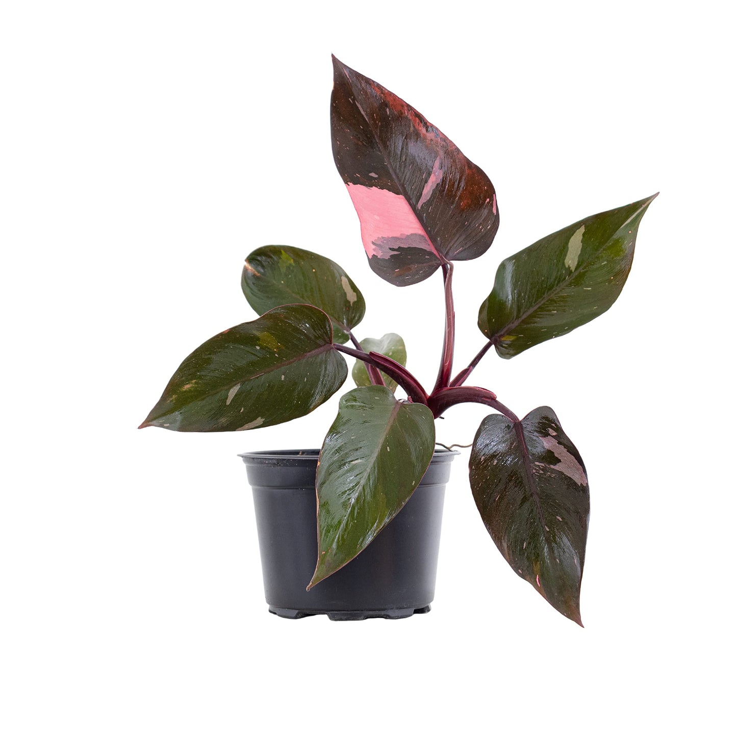 United Nursery Pink Anthurium Live Plant, 14–16 inch Tall in 6 inch Pot, Tropical Indoor Flowering House Plant with Pink Blooms for Office and Home Decor