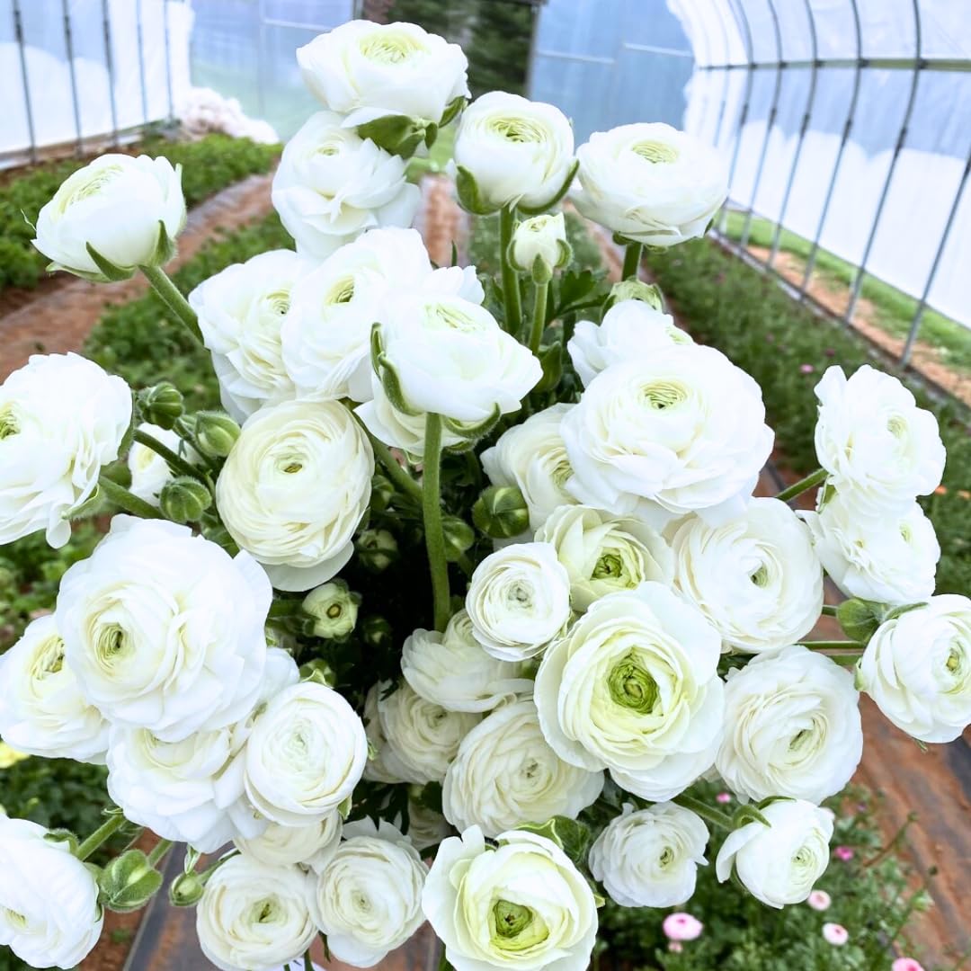 25 Ranunculus Bulbs for Spring Planting, Perennial Flowers Bulbs for Gardens, Vibrant Peony Buttercup Corms for Outdoor Borders (White Ranunculus)