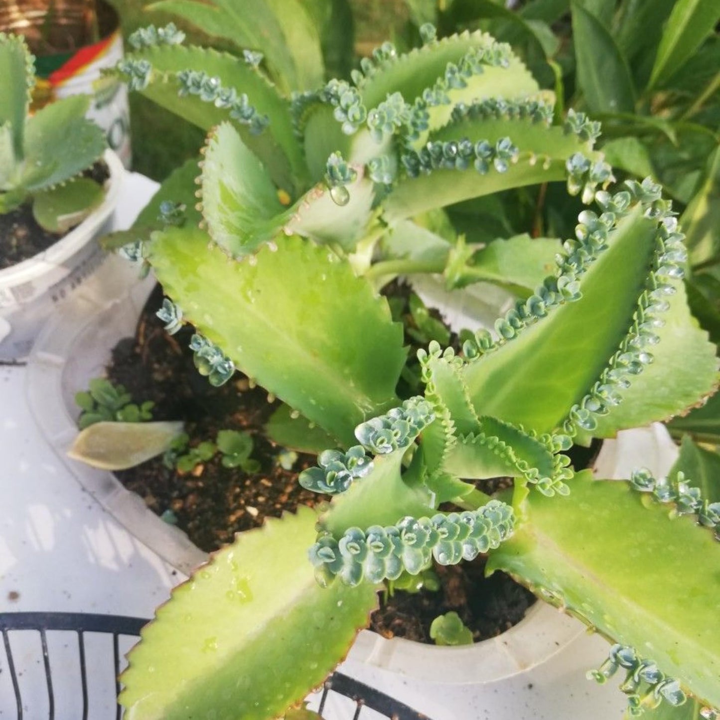 Mother of Thousands Plant, 2 Inch Pot Kalanchoe Plant, Kalanchoe Mother of Thousands Plants Live Potted Houseplants Succulent