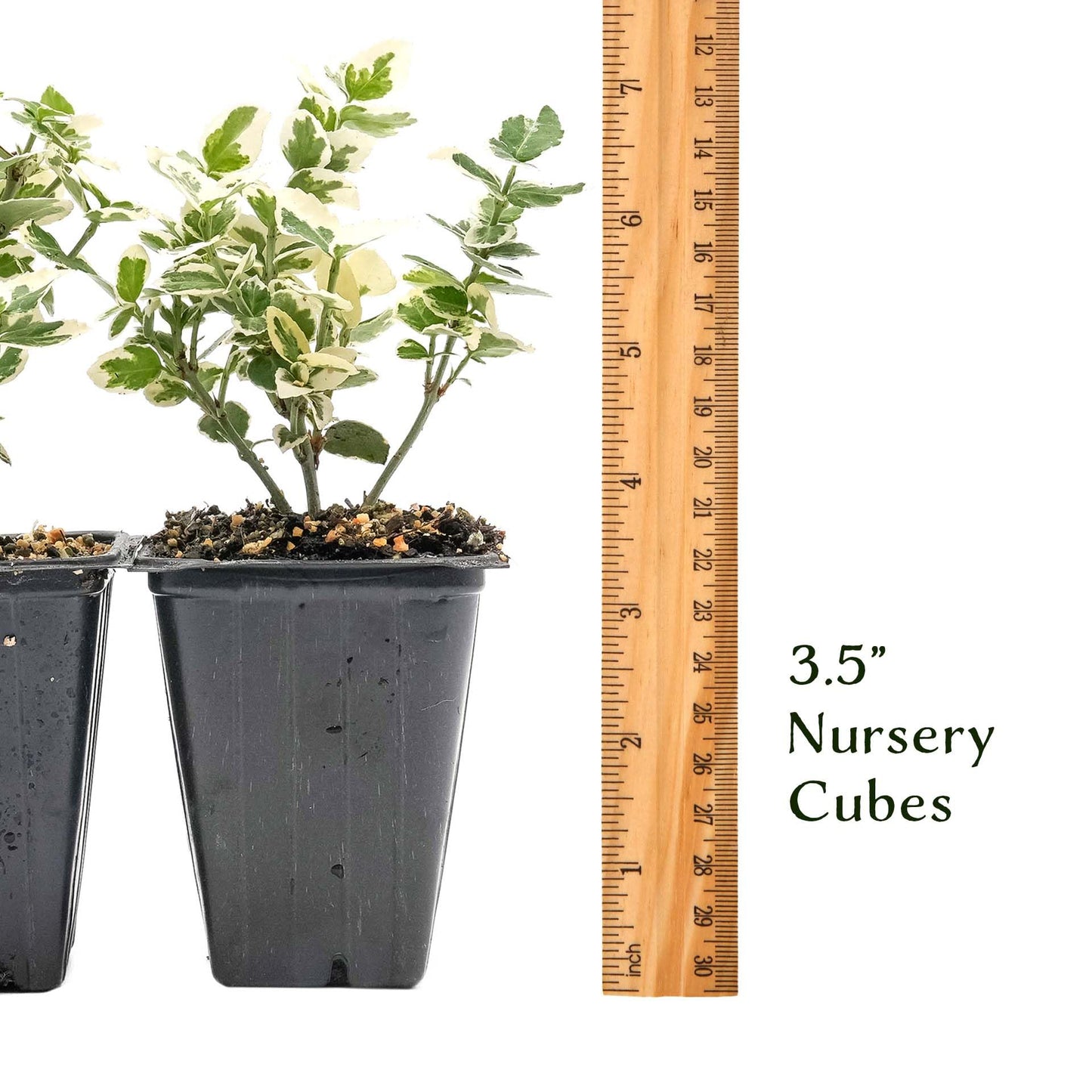2 Emerald Gaiety Euonymus in 3.5” Nursery Cubes (Euonymus fortunei ‘Emerald Gaiety’) | Dense, Low-Growing Evergreen Shrub with Variegated Green and Cream Foliage | Live Starter Plants