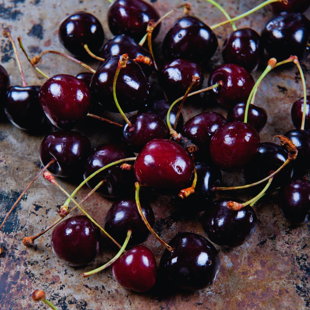 Set 2 Black Cherry Trees Live Plant, Sweet Cherry Plant Live, Wild Black Cherry Tree Plant from 1 Feet Tall