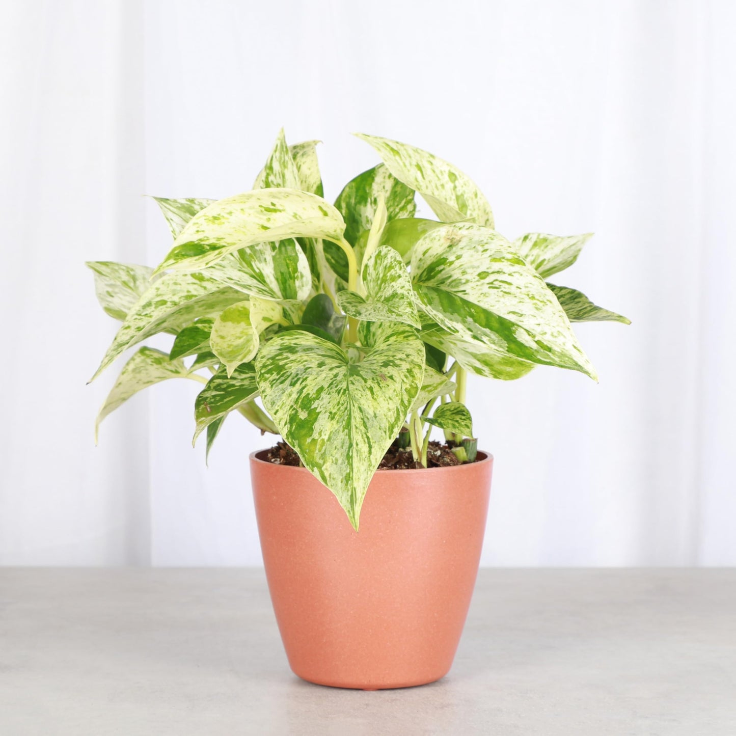 Thorsen's Greenhouse Marble Queen Pothos, Live Indoor Plant, Easy to Grow, Rare Variegated Houseplant, Natural Air Purifier, 4-inch Diameter Pot (Terra Cotta)