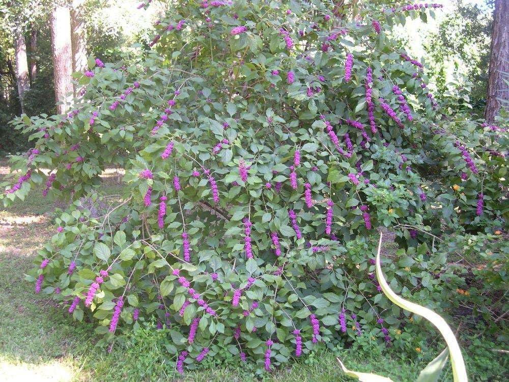 American Beautyberry Shrub/Bush - 4-8" Tall Live Plant - 2.5" Pot - Purple Beauty Berry Seedling - Callicarpa Americana