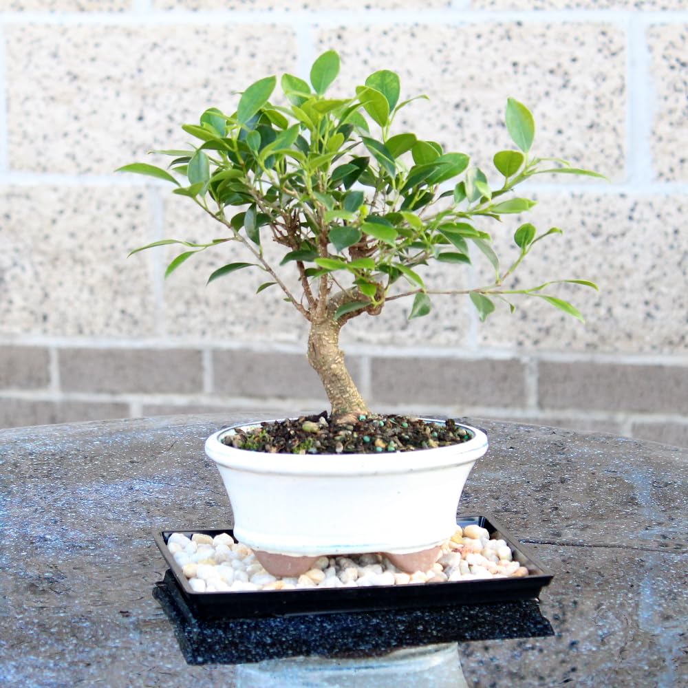 Brussel's Bonsai - Live Golden Gate Ficus Bonsai Tree with Ceramic Bonsai Pot & Humidity Tray, Indoor Bonsai Plant, 7 Years Old, 8-16 Inches Tall, Easy Care Houseplant for Home or Office (Medium)