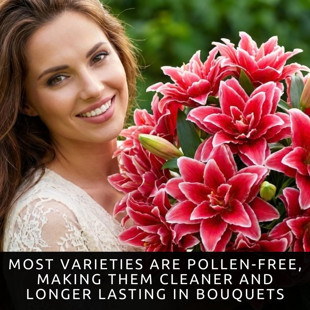 Red Roselily Double Oriental Lily Bulbs – Fragrant, Pollen-Free, Fully Double Blooms – Premium Perennial Flower for Garden Beds & Cut Arrangements (3 Bulbs)