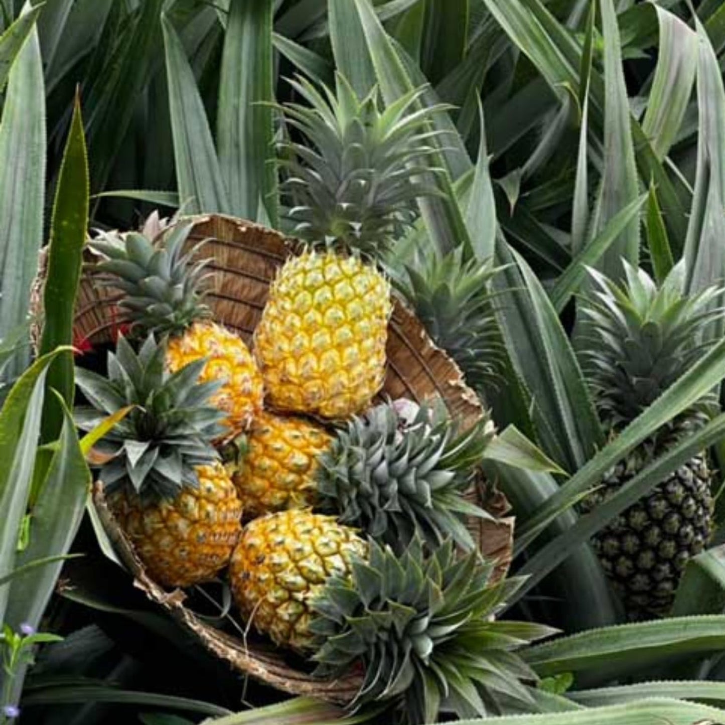 Gold Pineapple Plant Live, Cold Hardy Pinapple Fruit Tree 4-6 Inc, Tropical Plant for Garden