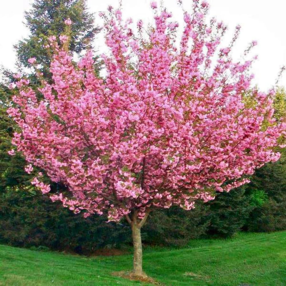 Cherry Blossom Tree Live Plant, 8-12" Tall, Ornamental Flowers for Outdoor Planting, in Pot (Double Pink Cherry)