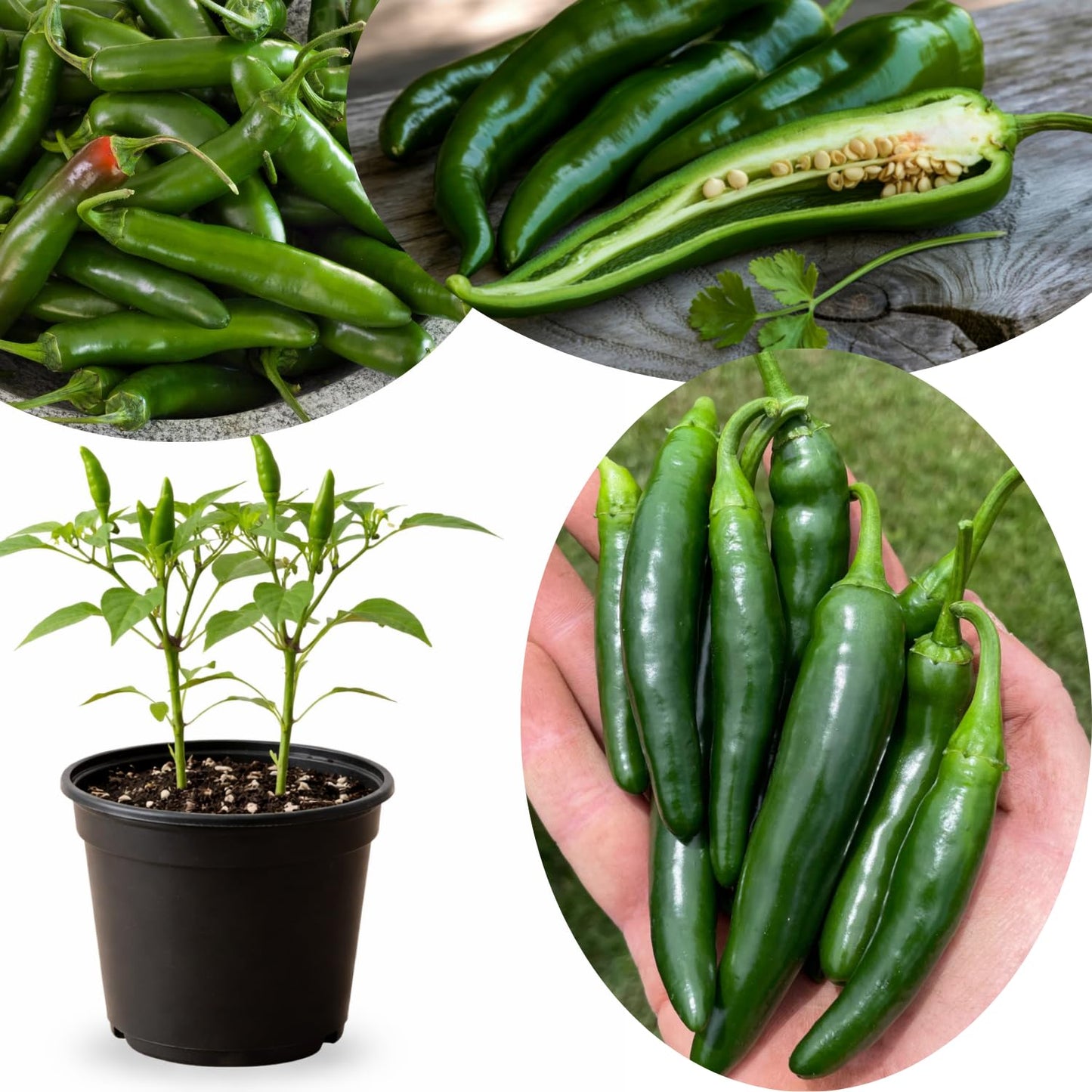 Live Jalapeno Pepper Plant in 4 Inch Pot, 4–7 Inch Tall Seedling, Green Chili Pepper Plant for Garden or Container Growing