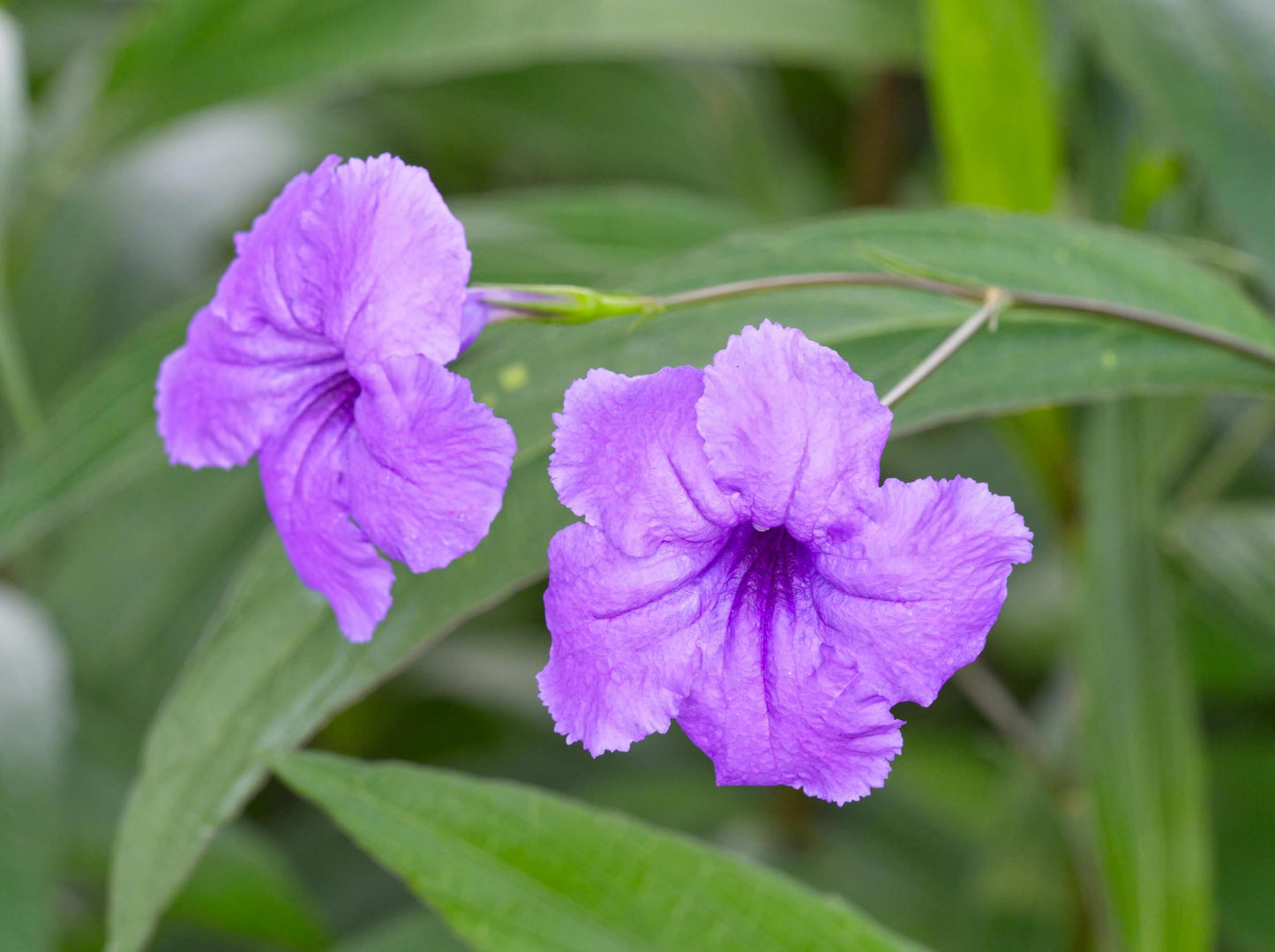 Purple Mexican Petunia Plants – Mexican Bluebell Pack of 3 Live Starter Plants (6-8 Inches Tall) – Ruellia brittoniana, Purple Showers, Fast-Growing