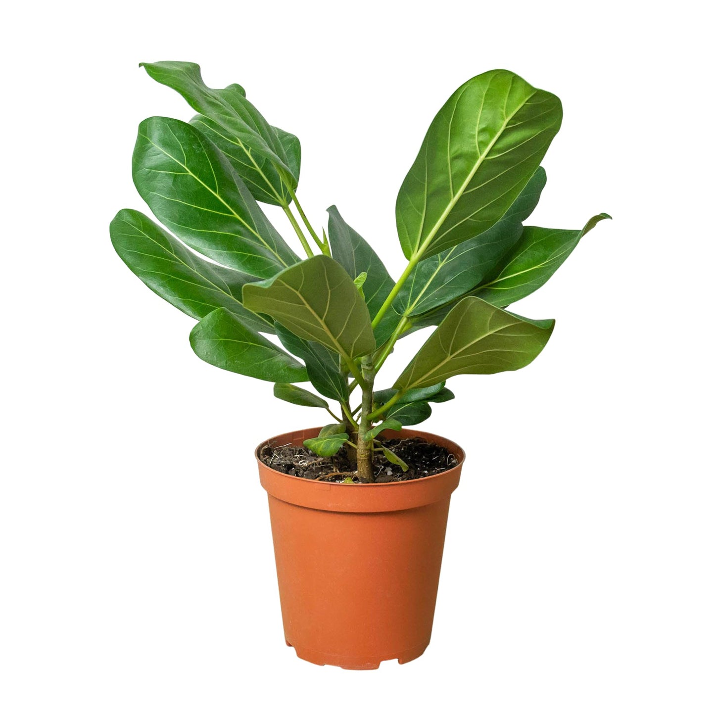 Ficus Elastica Audrey | Live Plant for Indoor & Outdoor | for Living Room, Office, Bathroom | (4" Pot)