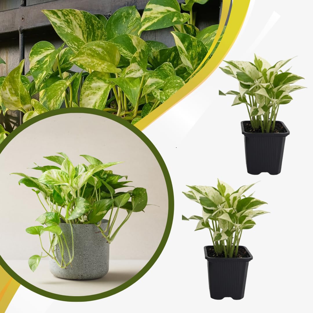 Set 2 N’Joy Pothos Live Houseplant, Variegated Pothos Plant, 3 Inches Pot for Indoor or Outdoor Growing
