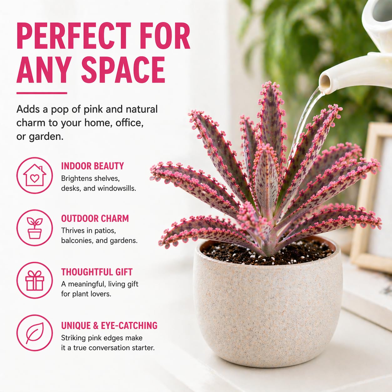 Pink Mother of Millions Live Plant 2 Inch Pot - Kalanchoe Delagoensis Starter - Succulent Easy Care Indoor Houseplant Self Propagating - Rare Pink Succulent - Fast Growing Unique Gift Plant
