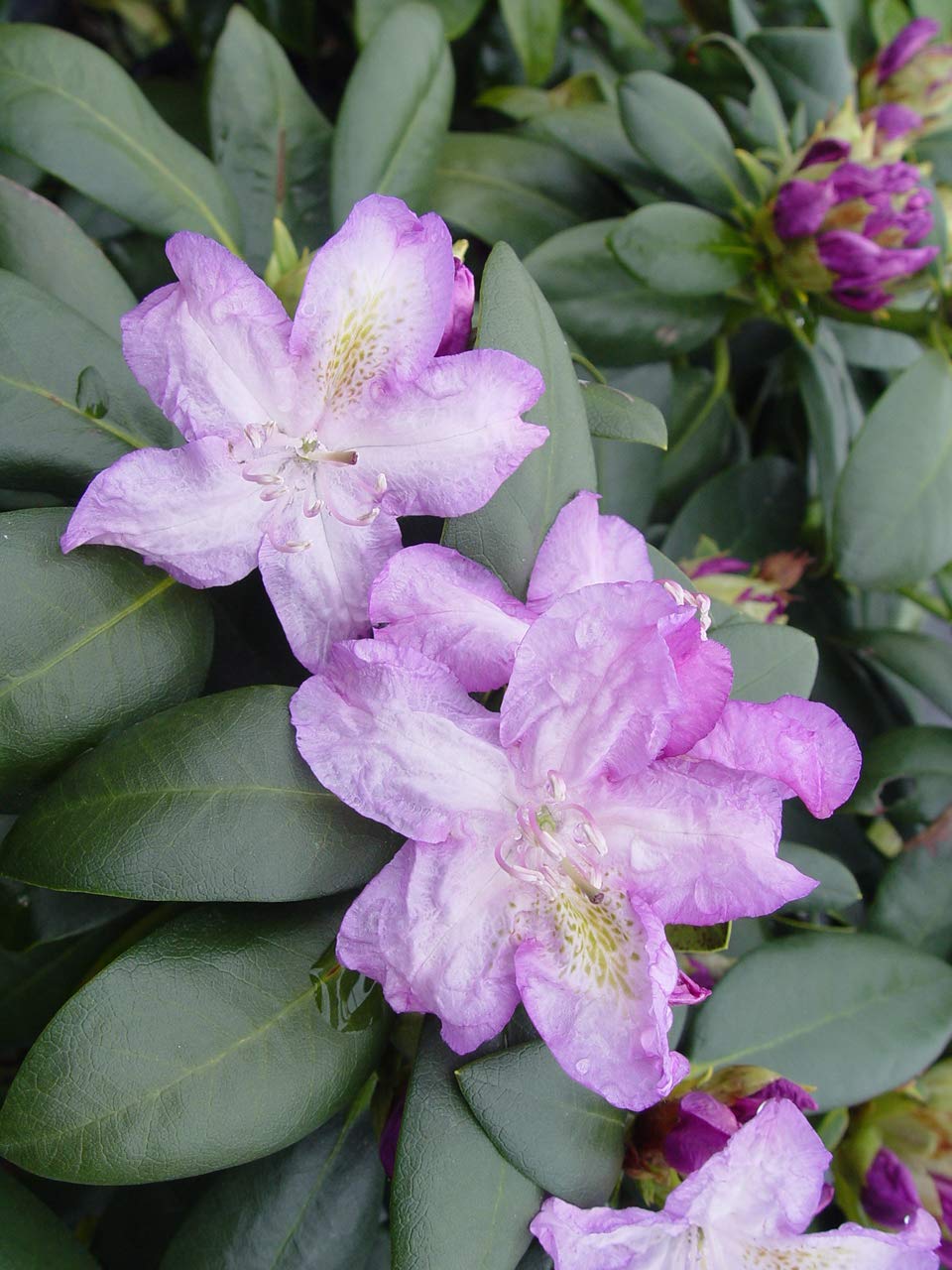 Green Promise Farms Rhododendron Passion` Evergreen, 3-Size Container, Purple Flowers