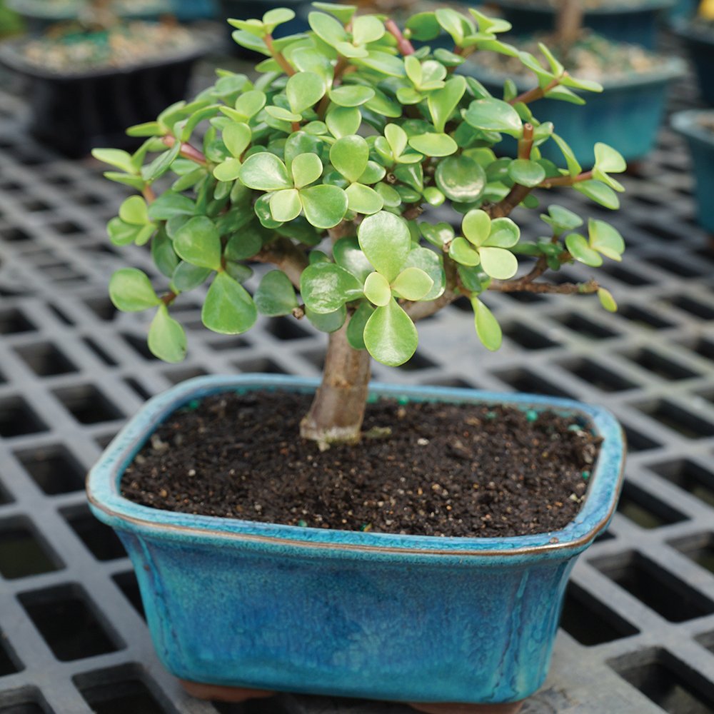 Brussel's Live Dwarf Jade Indoor Bonsai Tree - 3 Years Old; 4" to 6" Tall with Decorative Container