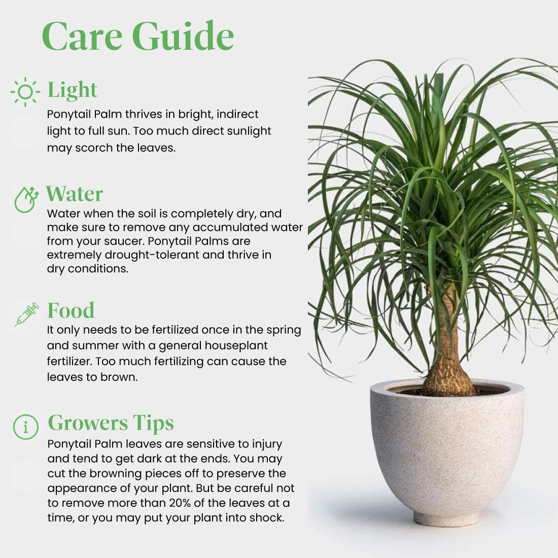 American Plant Exchange Live Ponytail Palm Tree, Bottle Palm Tree, Elephant’s Foot Houseplant, Ideal for Home and Garden Decor, 6" Pot