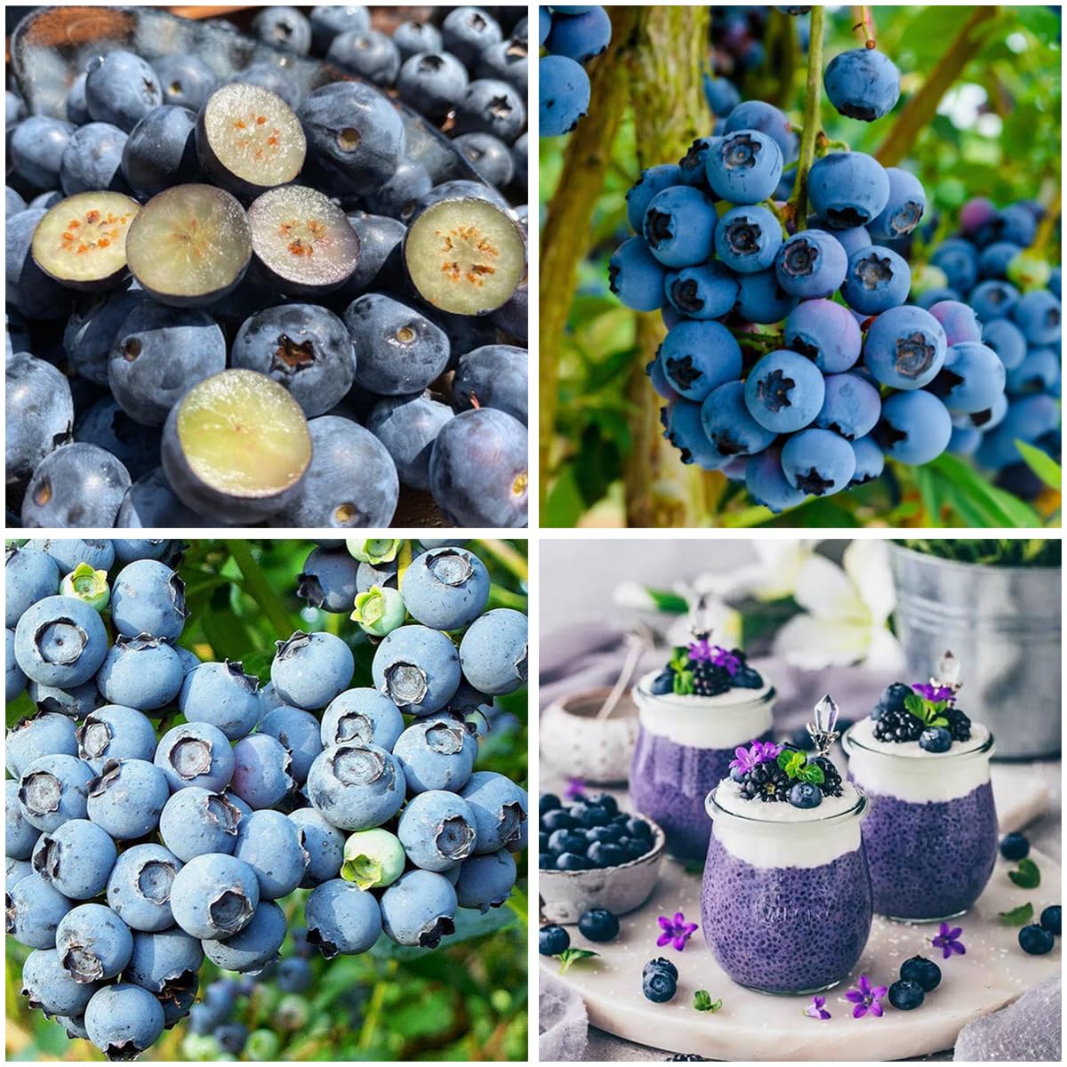 Mixrug 500+ Blueberries Seeds Organic-Heirloom Blueberry Seeds Non GMO Fruit Tree Seed-Dwarf Blue Berries Heirloom Berry Seed Easy to Grow for Planting Outdoors