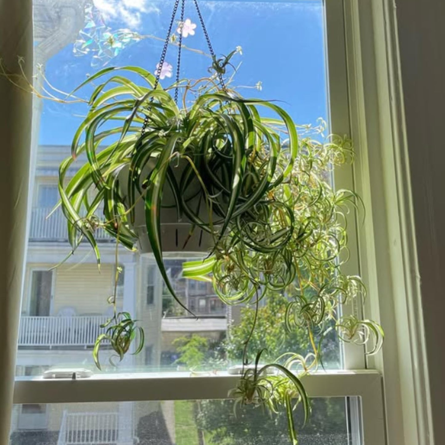 Curly Spider Plant, Variegated Spider Live House Plant, 2-4 Inc Tall, Indoor Outdoor Planting, No Pot