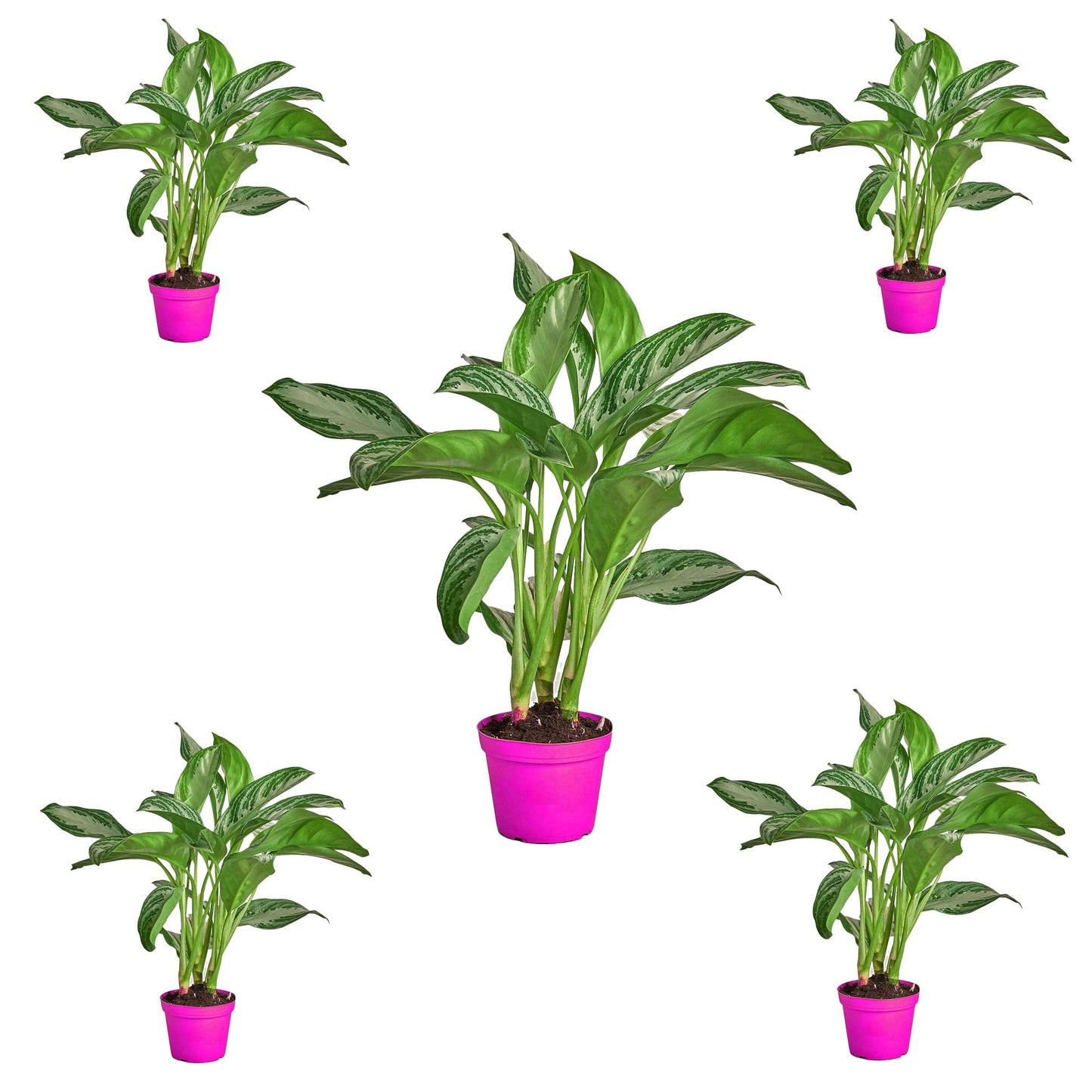 5 Pack Chinese Evergreen 'Silver Bay' - in 6in Pot - Live Plants Tropical Houseplants | Variegated | USA Growers | The Snobby Leaf