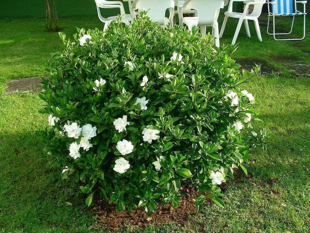 Live Plant - Gardenias (Gardenia jasminoides Ellis) 1’-2’ feet Tall
