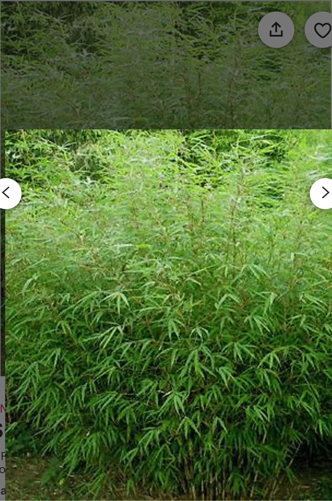 Live Plant - fargesia dracocephala-Rooted Plant-Non Invasive-Cold Hardy-18-24”