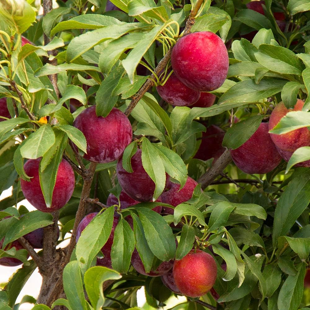 Red Purple Plum Tree Live Plant, Rosa Plum Plant Live in 3 Gallon Pot, 3 Feet Tall, Well Rooted, Tropical Fruit Tree for Outdoor Garden, No Ship to CA
