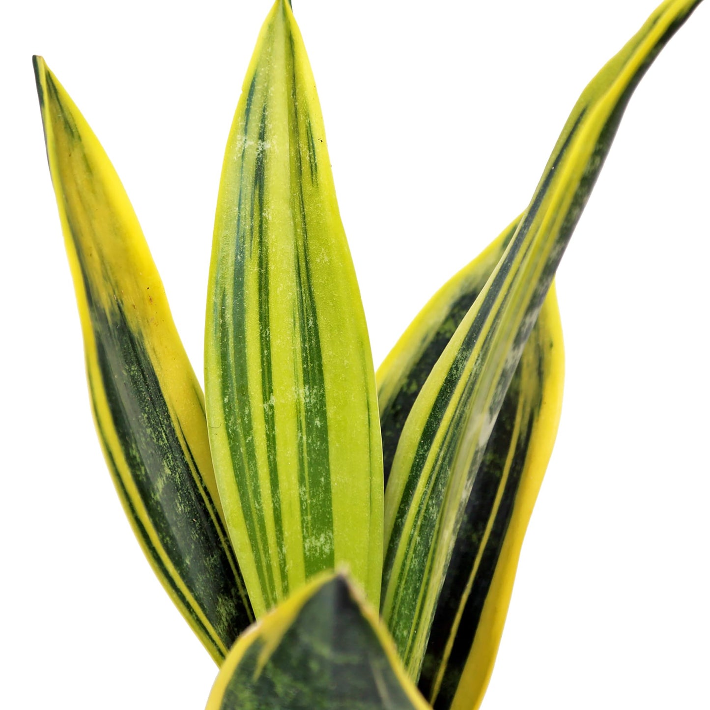 Live Snake Plant, Sansevieria Golden Flame, Mother's Day Gift, Plant Lover Gift, Housewarming Gift, Fully Rooted Houseplant, Variegated Plant, Co-Worker Gift, Birthday Gift in 4" Pot