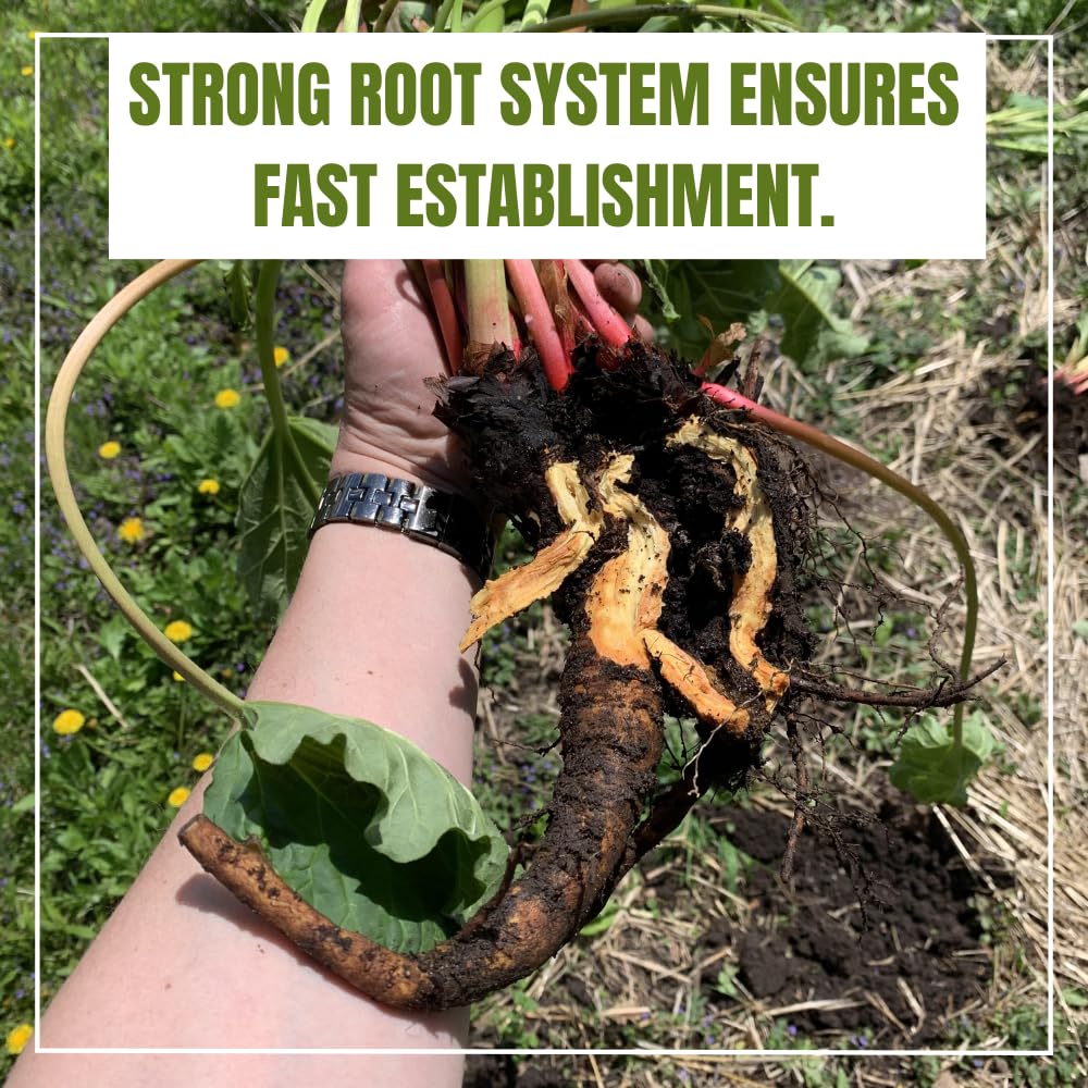 Common Rhubarb Plant Roots Live, 5 Large Rhubarb Plants Roots for Planting, Vegetable Plant for Gardening Indoor Outdoor