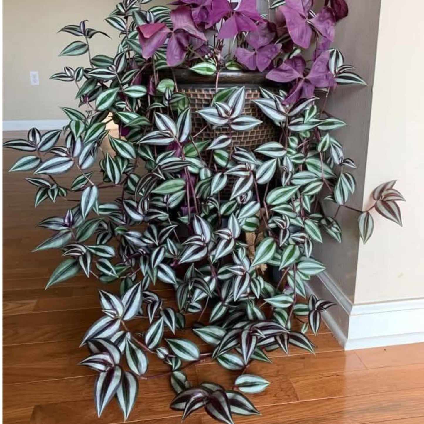 02 Pots Tradescantia Wandering Jew Plants Live Houseplants in 2" Pot, Starter Plants, Mix Purple and Pink Color
