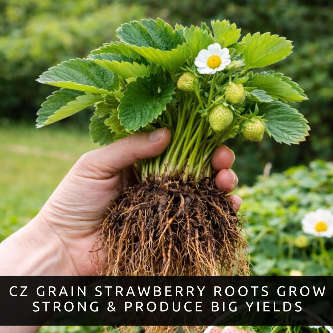 12 Flamingo Strawberry Plants for Growing – Pink Strawberry Variety – High Yield Everbearing Strawberry Runners – Unique Color, Easy to Grow Plants for Home Gardens (12 Live Plants)