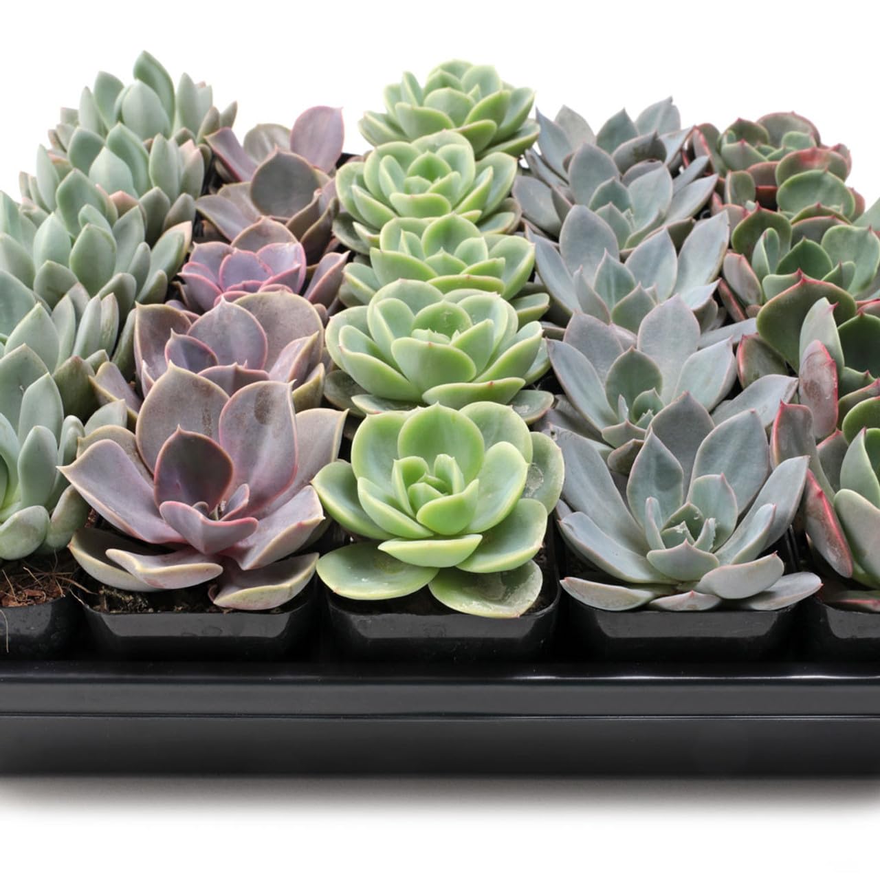 Mountain Crest Gardens Echeveria Succulent Bulk Pack - 25 Live Rosette Plants, 5 Each of 5 Varieties, Rooted in 2 Inch Pots - Succulents for Arrangements, Decor & DIY Projects